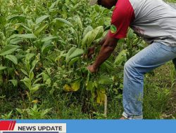 TIGA PROGRAM DBHCHT DIMONITOR, PETANI TEMBAKAU KABUPATEN BLITAR MAKSIMALKAN DANA TOTAL 650 JUTA RUPIAH