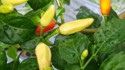 HARGA CABAI ANJLOK, PETANI BERHARAP KONDISI INI SEGERA STABIL AGAR BIAYA OPERASIONAL TERPENUHI