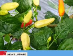 HARGA CABAI ANJLOK, PETANI BERHARAP KONDISI INI SEGERA STABIL AGAR BIAYA OPERASIONAL TERPENUHI