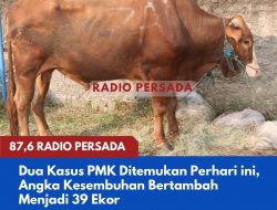 Dua Kasus PMK Ditemukan Perhari ini, Angka Kesembuhan Bertambah Menjadi 39 Ekor