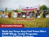 Metik dan Panen Raya Padi Petani Mitra KKMP Wlingi Tandai Penguatan Koperasi di Sektor Pertanian