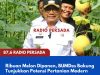 Ribuan Melon Dipanen, BUMDes Bakung Tunjukkan Potensi Pertanian Modern