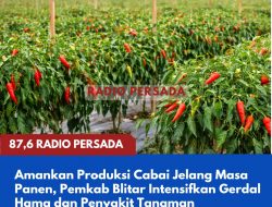 Amankan Produksi Cabai Menjelang Masa Panen, Pemkab Blitar Intensifkan Gerdal Hama dan Penyakit
