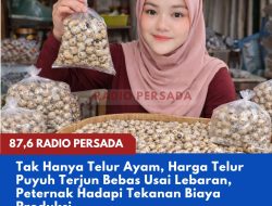 Tak Hanya Telur Ayam, Harga Telur Puyuh Terjun Bebas Usai Lebaran, Peternak Hadapi Tekanan Biaya Produksi