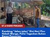 Kambing “Jalan-jalan” Dini Hari Picu Heboh Warga, Polisi Tegaskan Bukan Kasus Pencurian