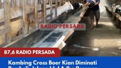 Kambing Cross Boer Kian Diminati Pembeli, Jelang Idul Adha Pesanan Meningkat Drastis