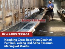 Kambing Cross Boer Kian Diminati Pembeli, Jelang Idul Adha Pesanan Meningkat Drastis