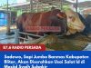 Sadewo, Sapi Jumbo Banmas Kabupaten Blitar, Akan Diserahkan Usai Salat Id di Masjid Syaih Subakir