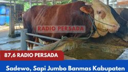 Sadewo, Sapi Jumbo Banmas Kabupaten Blitar, Akan Diserahkan Usai Salat Id di Masjid Syaih Subakir