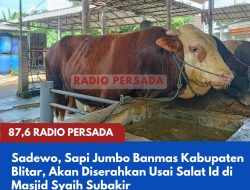 Sadewo, Sapi Jumbo Banmas Kabupaten Blitar, Akan Diserahkan Usai Salat Id di Masjid Syaih Subakir