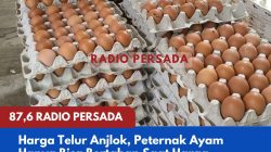 Harga Telur Anjlok, Peternak Ayam Hanya Bisa Bertahan Saat Harga Dibawah BEP