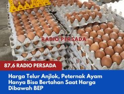 Harga Telur Anjlok, Peternak Ayam Hanya Bisa Bertahan Saat Harga Dibawah BEP