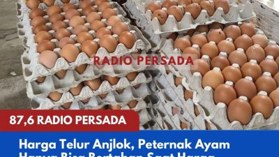 Harga Telur Anjlok, Peternak Ayam Hanya Bisa Bertahan Saat Harga Dibawah BEP