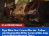 Tiga Ribu Ekor Hewan Kurban Keluar dari Kabupaten Blitar Selama Mei, Sapi Jumbo Paling Banyak Dicari