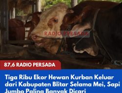 Tiga Ribu Ekor Hewan Kurban Keluar dari Kabupaten Blitar Selama Mei, Sapi Jumbo Paling Banyak Dicari
