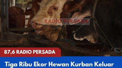 Tiga Ribu Ekor Hewan Kurban Keluar dari Kabupaten Blitar Selama Mei, Sapi Jumbo Paling Banyak Dicari