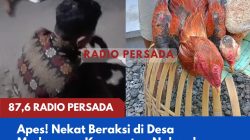 Apes! Nekat Beraksi di Desa Modangan, Kecamatan Nglegok, Maling Ayam Ditangkap Warga