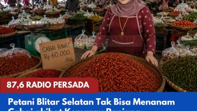 Petani Blitar Selatan Tidak Bisa Menanam Cabai akibat Kemarau Panjang, Ketersediaan Stok Menurun dan Harga Berpotensi Menguat