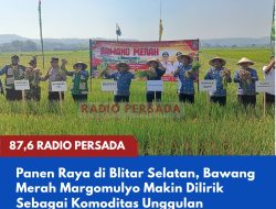 Panen Raya di Blitar Selatan, Bawang Merah Margomulyo Makin Dilirik Sebagai Komoditas Unggulan