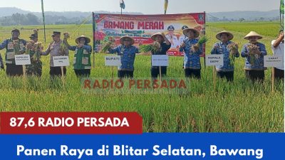 Panen Raya di Blitar Selatan, Bawang Merah Margomulyo Makin Dilirik Sebagai Komoditas Unggulan