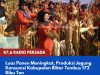 Luas Panen Meningkat, Produksi Jagung Konsumsi Kabupaten Blitar Tembus 172 Ribu Ton