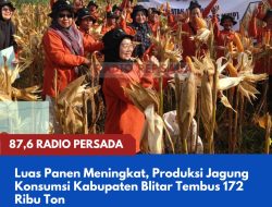 Luas Panen Meningkat, Produksi Jagung Konsumsi Kabupaten Blitar Tembus 172 Ribu Ton