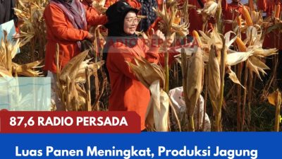 Luas Panen Meningkat, Produksi Jagung Konsumsi Kabupaten Blitar Tembus 172 Ribu Ton