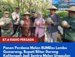Panen Perdana Melon BUMDes Lembu Gumarang, Bupati Blitar Dorong Kalitengah Jadi Sentra Melon Unggulan