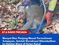 Monyet Ekor Panjang Masuk Permukiman Sutojayan, Setelah Dievakuasi Dikembalikan ke Habitat Alami di Hutan Kelud
