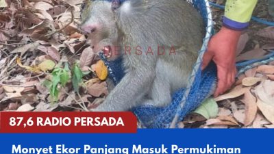 Monyet Ekor Panjang Masuk Permukiman Sutojayan, Setelah Dievakuasi Dikembalikan ke Habitat Alami di Hutan Kelud