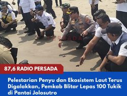 Pelestarian Penyu dan Ekosistem Laut Terus Digalakkan, Pemkab Blitar Lepas 100 Tukik di Pantai Jolosutro