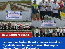 Penanaman Cabai Rawit Dimulai, Gapoktan Ngudi Sleman Makmur Terima Dukungan Sarana Produksi Pertanian
